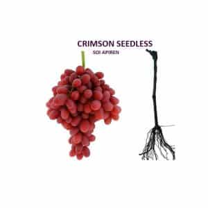Vita de vie Crimson Seedless