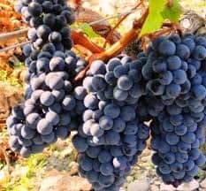 Burgund-Mare-butasi-soi-de-vin-negru