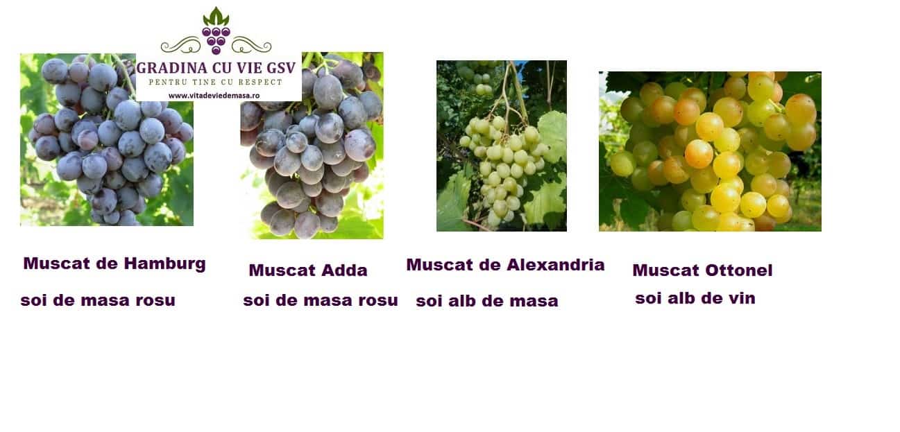 4 soiuri butasi vie de Muscat: Adda, Hamburg, Alexandria, Ottonel
