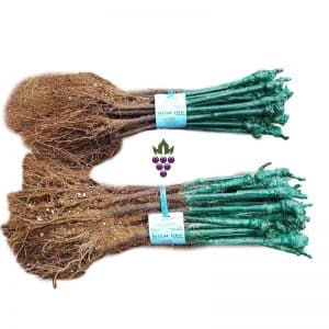 Vita de vie Matilde - set 25 butasi