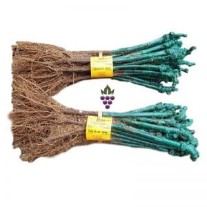 Vita de vie Chasselas Dore - set 25 butasi