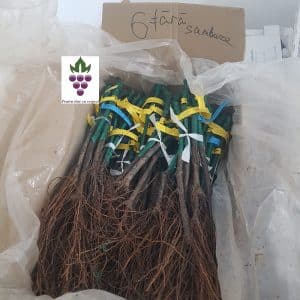 6 soiuri fara sambure disponibile 2024