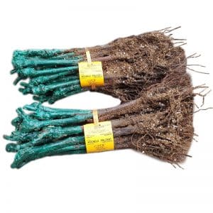 Vita de vie Michele Palieri - set 25 butasi